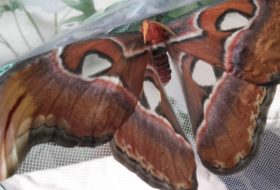 Egzotyczne piękności