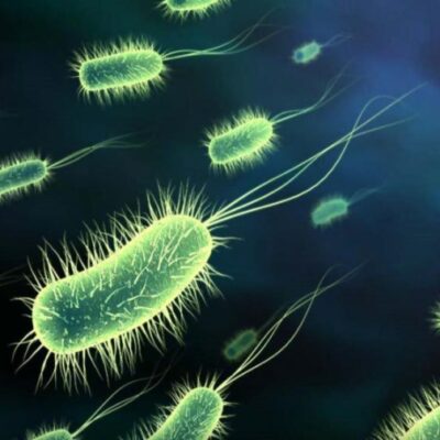 Czym są Efektywne Mikroorganizmy?