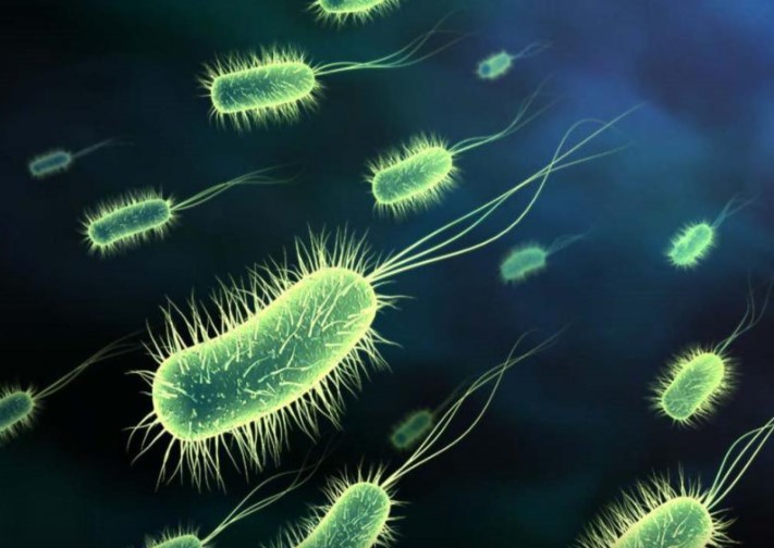 Czym są Efektywne Mikroorganizmy?