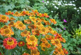 Ogród, czyli moja życiowa szkoła pokory