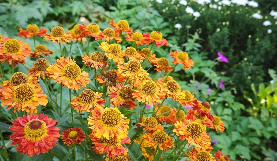 Ogród, czyli moja życiowa szkoła pokory