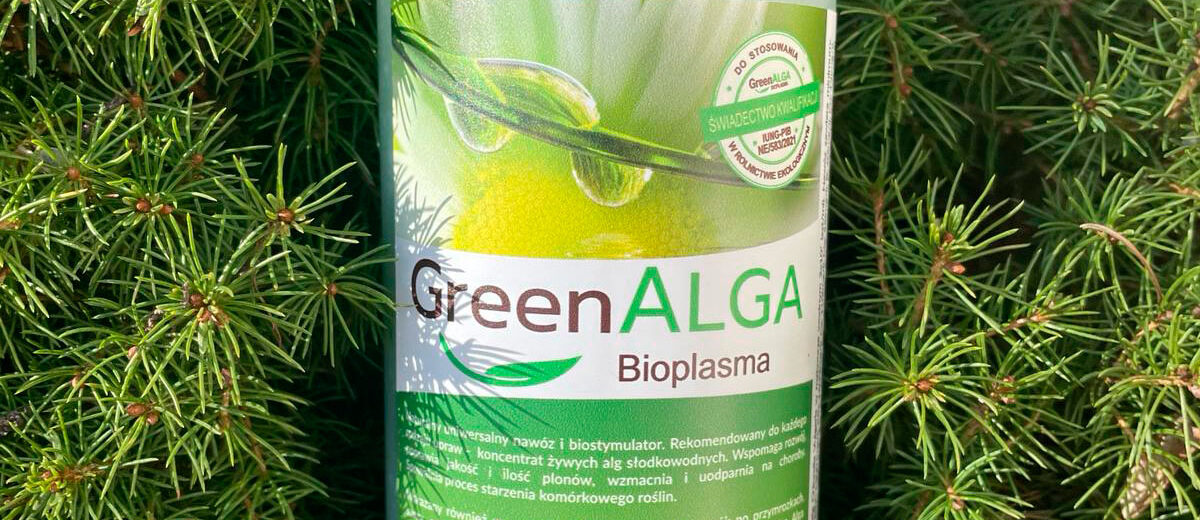 Green alga – co to jest?