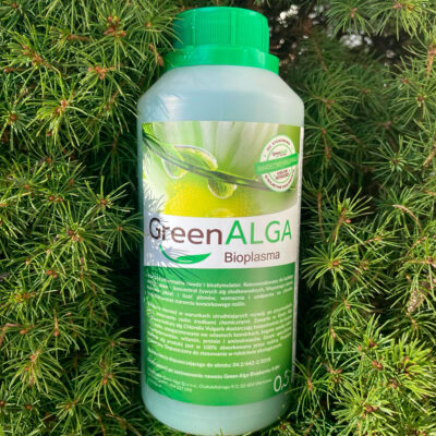 Green alga – co to jest?