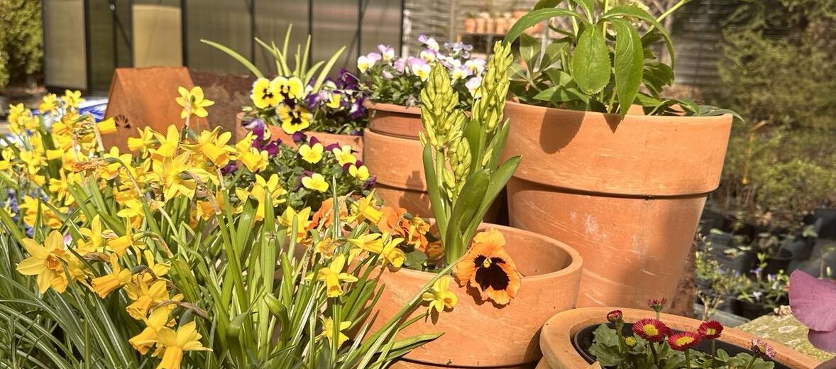 Szklarnia Cultivo Humida