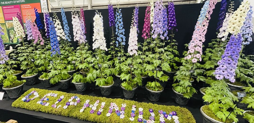Chelsea Flower Show 2024