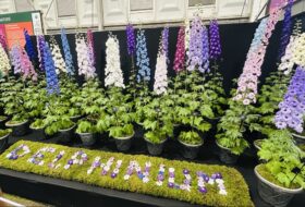 Chelsea Flower Show 2024