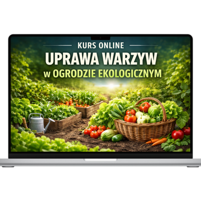 kurs
