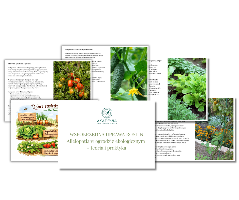 Kurs ogród warzywny (1) kurs