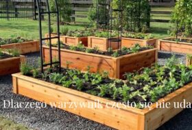 Dlaczego warzywnik często się nie udaje?