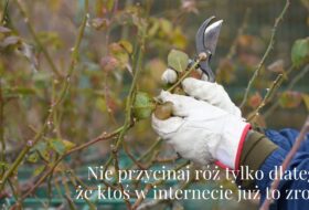 Nie przycinaj róż tylko dlatego, że ktoś w internecie już to zrobił.